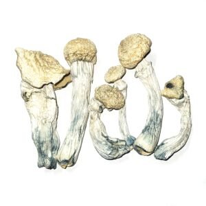 ape cubensis