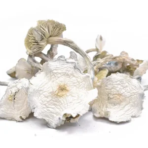 albino dried magic mushrooms