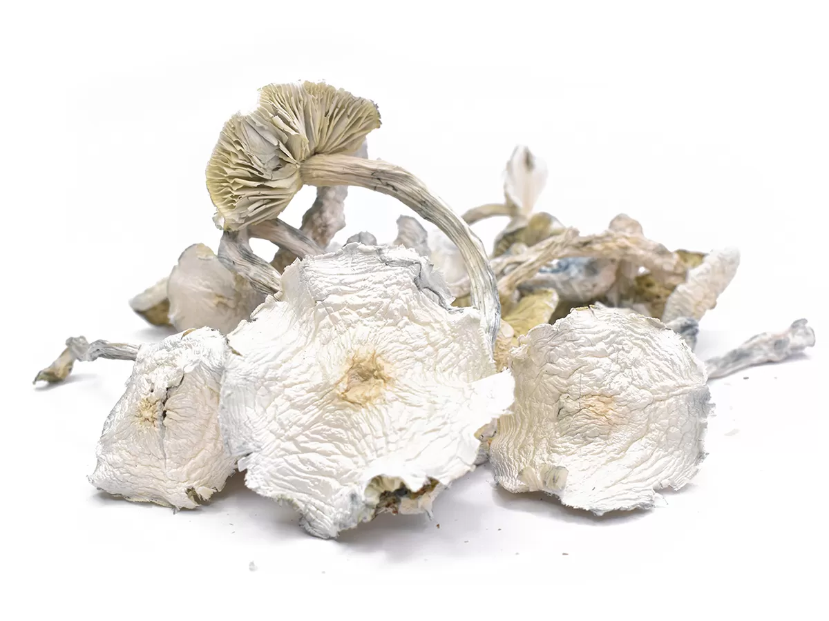 albino dried magic mushrooms albino dried magic mushrooms