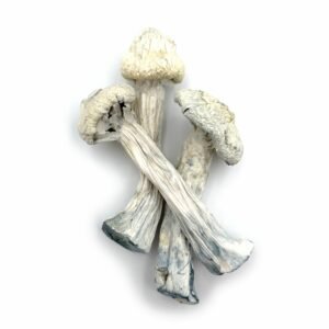 avery albino