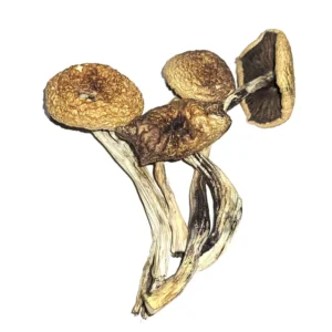 b cubensis