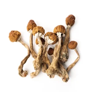 buy liberty cap mushrooms
