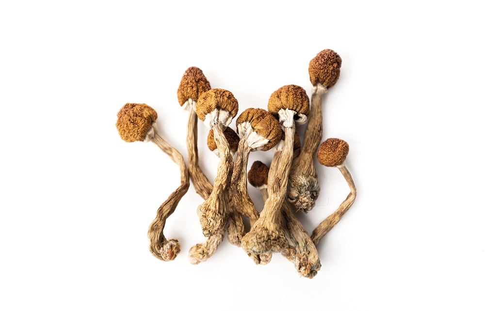 buy liberty cap mushrooms buy liberty cap mushrooms