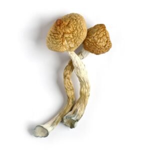 goldenteachers