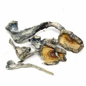 blue meanies magic mushrooms for sale canada 02 300x300 1